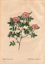Tabla botánica, flor, variedad de rosa: Rosa de arbusto (Rosa dumetorum). De la familia de las rosas caninas de Europa y Asia, descubierta antes de 1821. En “Les Roses”, Volumen 2 de Pierre Joseph Redoute (1759-1840)
