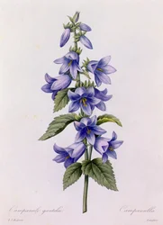 Campanula (grabado en color)