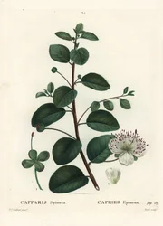 Alcaparra, Capparis spinosa. Grabado a puntos coloreado a mano por Moret después de una ilustración de Pierre-Joseph Redoute del Tratado de Árboles y Arbustos de Henri Louis Duhamel du Moncel, París