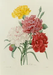 Claveles, de "Choix des Plus Belles Fleurs", c.1833
