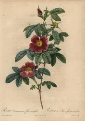 Rosa canela, Rosa majalis