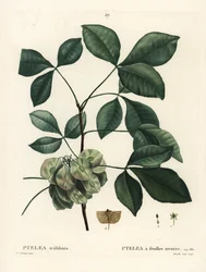 Ptelea trifoliata. Grabado a puntos coloreado a mano por Mixelle l