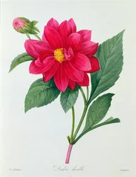 Dalia Doble (grabado en color)