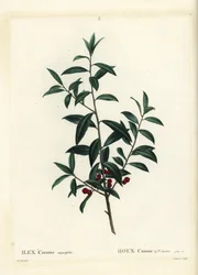 Acebo Dahoon o cassina, Ilex cassine. Grabado a puntos coloreado a mano por Coqueret después de una ilustración de Pierre-Joseph Redoute del 