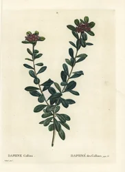 Daphne sericea (Daphne collina). Grabado a puntos de color a mano después de una ilustración de Pierre-Joseph Redouté del Tratado de los Árboles y Arbustos de Henri Louis Duhamel du Monceau, París