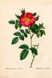 Rosa Duquesa de Portland, Rosa portlandica, Rosa de Portland. Grabado a buril coloreado a mano de Pierre Joseph Redoute