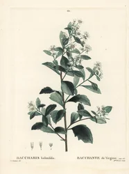Baccharis oriental, arbusto de tierra, mirto de mar o salicaria, Baccharis halimifolia. Grabado a mano coloreado por Miss Brenet después de una ilustración de Pierre-Joseph Redoute del Tratado de Árboles y Arbustos de Henri Louis Duhamel du Moncel, París