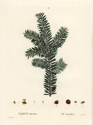 Tejo inglés o tejo europeo, Taxus baccata. Grabado a puntos coloreado a mano por Tassaert después de una ilustración de Pierre-Joseph Redoute del 