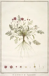 Erodium supracanum, de Geraniologia, seu Erodii, Pelargonii, Monsoniae et Grieli historia iconibus illustrata, 1787-88 (grabado coloreado a mano)