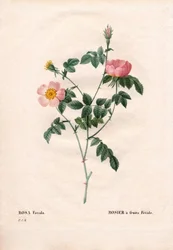 Rosa de fruto fétido. Grabado en cobre a mano de Pierre Joseph Redoute