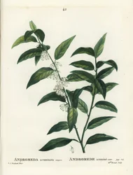 Andrómeda acuminata. Grabado a puntos coloreado a mano por Miss Brenet después de una ilustración de Pierre-Joseph Redoute del Tratado de Árboles y Arbustos de Henri Louis Duhamel du Moncel, París