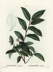 Andrómeda axillaris. Grabado a puntos coloreado a mano por Moret después de una ilustración de Pierre-Joseph Redoute del Tratado de Árboles y Arbustos de Henri Louis Duhamel du Moncel, París
