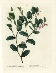 Andrómeda marginata. Grabado a mano coloreado por J. Marchand después de una ilustración de Pierre-Joseph Redoute del Tratado de Árboles y Arbustos de Henri Louis Duhamel du Moncel, París