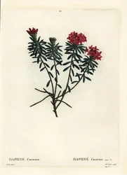 Garlanda de flores rosa oro daphne, Daphne cneorum. Grabado a puntos coloreado a mano por Miss Rolet después de una ilustración de Pierre-Joseph Redoute del 
