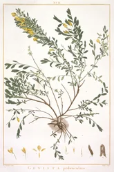 Genista pedunculata, de Stripes Novae aut Minus Cognitae, 1784 (grabado coloreado a mano)