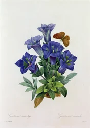 Gentiana Acaulis (grabado en color)