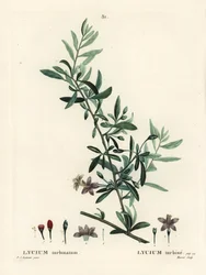 Baya de goji o baya de lobo china, Lycium barbarum (Lycium turbinatum). Grabado a puntos de color a mano por Moret después de una ilustración de Pierre-Joseph Redouté del Tratado de los Árboles y Arbustos de Henri Louis Duhamel du Monceau, París