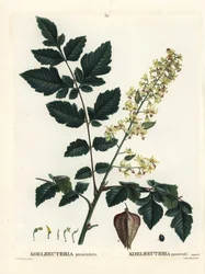 Árbol de lluvia dorada, orgullo de la India, árbol de China o árbol de barniz, Koelreuteria paniculata. Grabado a mano coloreado después de una ilustración de Pierre-Joseph Redoute del Tratado de Árboles y Arbustos de Henri Louis Duhamel du Monceau, París