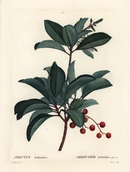 Madroño griego, Arbutus andrachne. Grabado a puntos de color a mano por Moret después de una ilustración de Pierre-Joseph Redouté del Tratado de los Árboles y Arbustos de Henri Louis Duhamel du Monceau, París