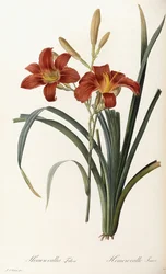 Hemerocallis Fulva