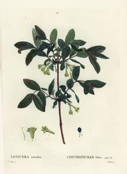 Madreselva azul, baya de Haskap, madreselva de bayas azules o madreselva dulce, Lonicera caerulea. Grabado a puntos de color a mano por Miss Brenet después de una ilustración de Pierre-Joseph Redouté del Tratado de los Árboles y Arbustos de Henri Louis Duh