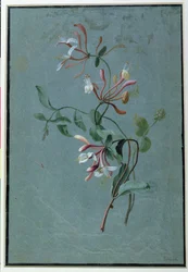 Madreselva