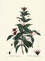 Colibrí fucsia, Fuchsia magellanica