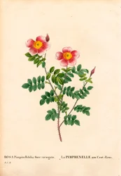 Rosa Burnet de cien coronas, Rosa pimpinellifolia variedad, La Pimprenelle aux Cent-Ecus. Grabado en cobre a mano coloreado de Pierre Joseph Redouté “Les Roses,” París