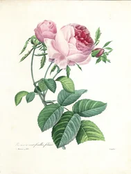 Rosa de cien hojas, grabado por Langlois, de 