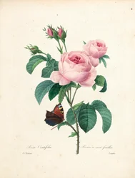 Rosa de cien hojas, grabado por Langlois, de Choix des Plus Belles Fleurs et des Plus Beaux Fruits, Vol. I, 1827-33