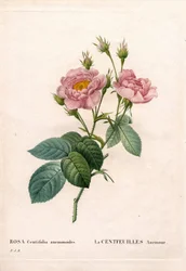 Rosa de cien pétalos, variedad Rosa centifolia, La Centfeuilles Anemone. Grabado a buril coloreado a mano de Pierre Joseph Redoute