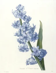 Jacinte dOrient, variété bleue, de Choix Des Plus Belle Fleurs et des Plus Beaux Fruits, 1827