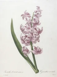 Jacinto oriental, variedad rosa, Hyacinthus orientalis, de Selección de las flores más bellas y los frutos más bellos, 1827
