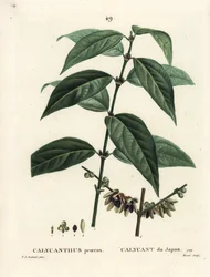 Calicanto de Japón, Chimonanthus praecox