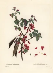 Árbol de Judas, Cercis siliquastrum. Grabado a puntos coloreado a mano por Tassaert después de una ilustración de Pierre-Joseph Redoute del Tratado de Árboles y Arbustos de Henri Louis Duhamel du Moncel, París