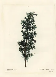 Espino de miel Kraal, Lycium afrum. Grabado a puntos de color a mano por Miss Brenet después de una ilustración de Pierre-Joseph Redouté del Tratado de los Árboles y Arbustos de Henri Louis Duhamel du Monceau, París