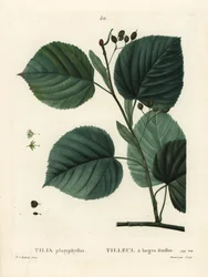 Tilo de hoja grande, Tilia platyphyllos