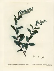 Leatherleaf, Chamaedaphne calyculata (Andromeda calyculata). Grabado a mano en color por Miss Brenet después de una ilustración de Pierre-Joseph Redoute del Tratado de Árboles y Arbustos de Henri Louis Duhamel du Moncel, París