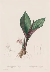 Las Liliáceas: Kaempferia longa