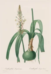 Las Liliáceas: Ornithogalum longibracteatum