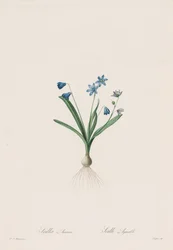 Las Liliáceas: Scilla amaena