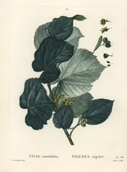Tilo, Tilia rotundifolia. Grabado a puntos coloreado a mano por Moret después de una ilustración de Pierre-Joseph Redoute del Tratado de Árboles y Arbustos de Henri Louis Duhamel du Moncel, París