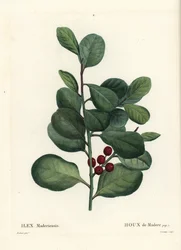 Acebo de Madeira, Ilex perado. Grabado a mano en color por Casenave después de una ilustración de Pierre-Joseph Redouté del Tratado de Árboles y Arbustos de Henri Louis Duhamel du Monceau, París