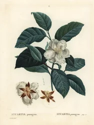 Malachodendron pentagynum (Stewartia o Stuartia pentagyna). Grabado a puntos de color a mano después de una ilustración de Pierre-Joseph Redouté del Tratado de los Árboles y Arbustos de Henri Louis Duhamel du Monceau, París