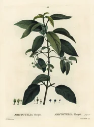 Maqui o baya de vino chilena, Aristotelia chilensis (Aristotelia macqui). Grabado a puntos coloreado a mano por Aimee después de una ilustración de Pierre-Joseph Redoute del Tratado de Árboles y Arbustos de Henri Louis Duhamel du Moncel, París