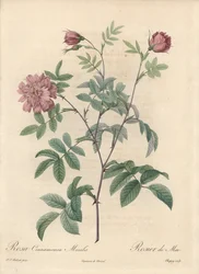Rosa de mayo o rosa canela - Aguafuerte de Chapuy, de una ilustración de Pierre Joseph Redoute (1759-1840), extracto de Les Roses