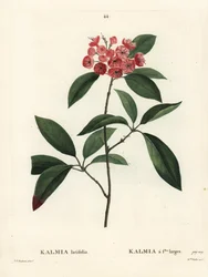 Laurel de montaña o arbusto calicó, Kalmia latifolia. Grabado a puntos de color a mano por Miss Rollet después de una ilustración de Pierre-Joseph Redouté del Tratado de los Árboles y Arbustos de Henri Louis Duhamel du Monceau, París
