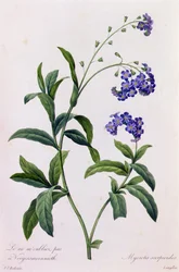 Myosotis Scorpiodes (grabado en color)
