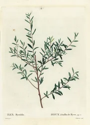 Acebo de mirto o mirto dahoon, Ilex myrtifolia. Grabado a puntos de color a mano por Delaneaux después de una ilustración de Pierre-Joseph Redouté del Tratado de los Árboles y Arbustos de Henri Louis Duhamel du Monceau, París