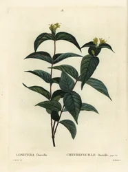 Madreselva del norte, Diervilla lonicera (Lonicera diervilla). Grabado a mano coloreado por Du Ruisseau después de una ilustración de Pierre-Joseph Redoute del Tratado de Árboles y Arbustos de Henri Louis Duhamel du Moncel, París